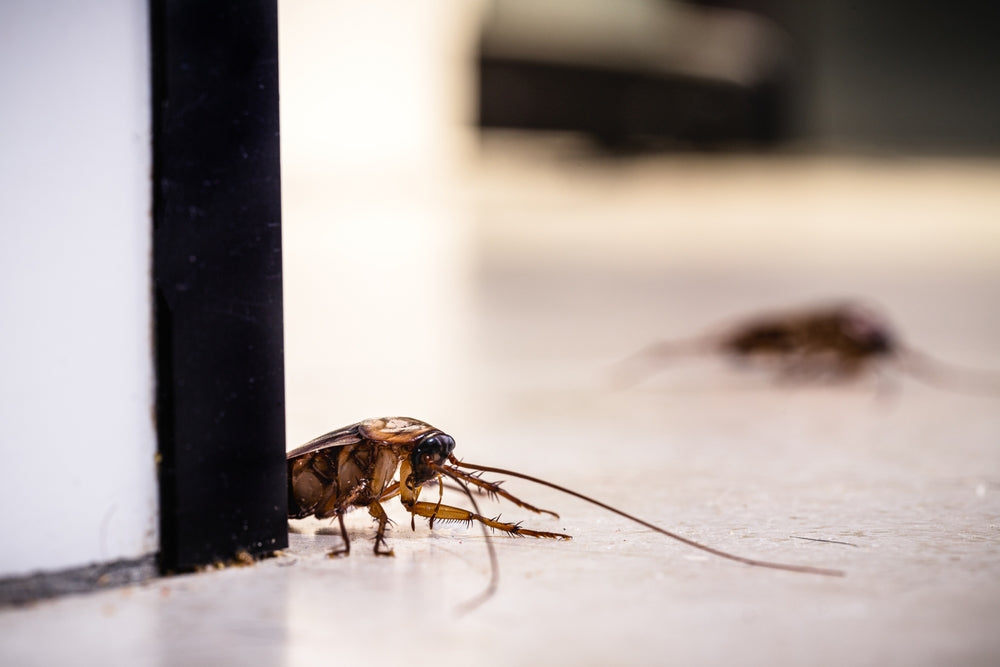 Hausmittel oder IREPELL® gegen Kakerlaken – was tun gegen Schaben?