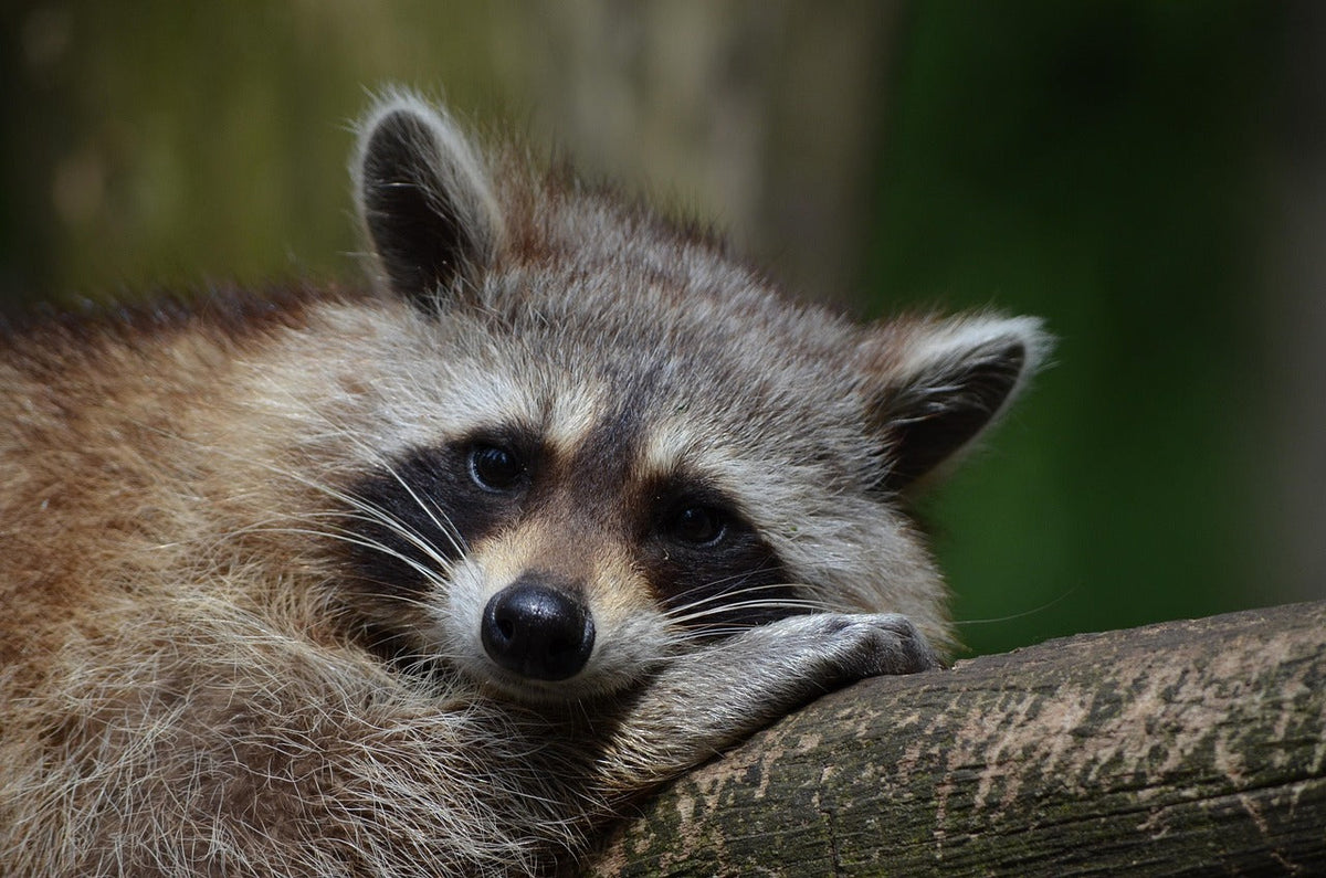 Racoon free home - IREPELL