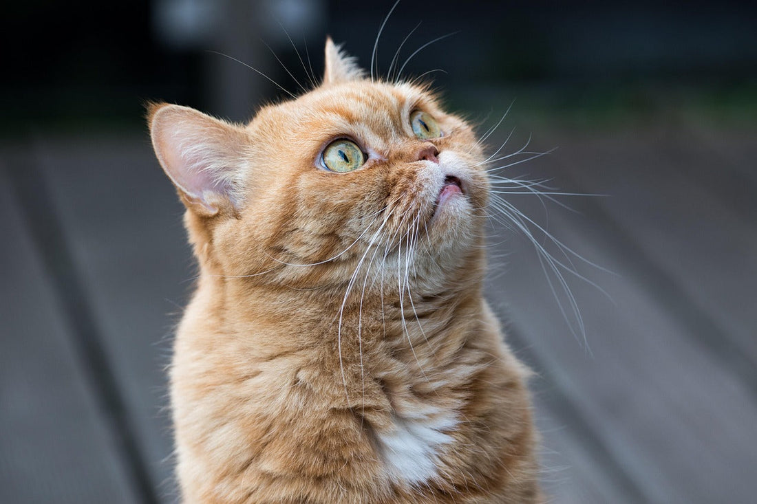 Katzen aus dem Blumenbeet fernhalten — 9 praktische Methoden 2026