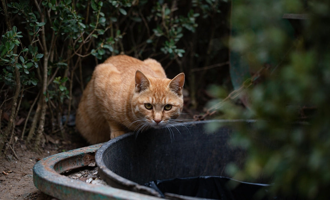 Katzen aus dem Garten fernhalten — Der Komplett-Guide 2026