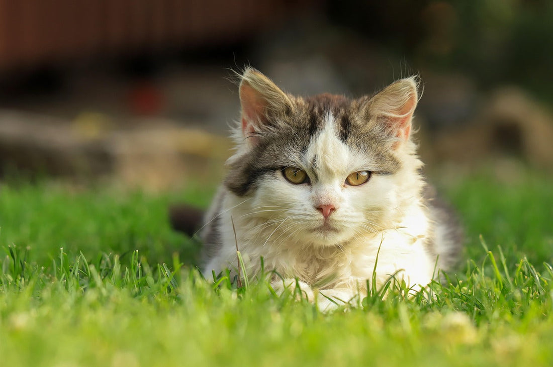 Katzenschreck Test 2026 — Die besten Geräte im Praxis-Vergleich