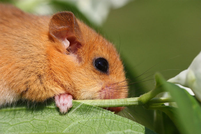 Siebenschläfer im Rolladenkasten — Sofort-Plan zur tierschutzgerechten Vertreibung 2026