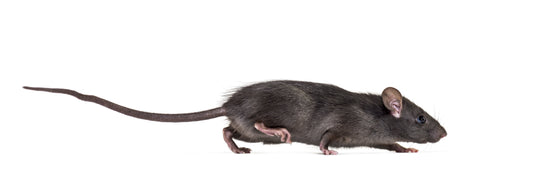How to Get Rid of Rats? - IREPELL