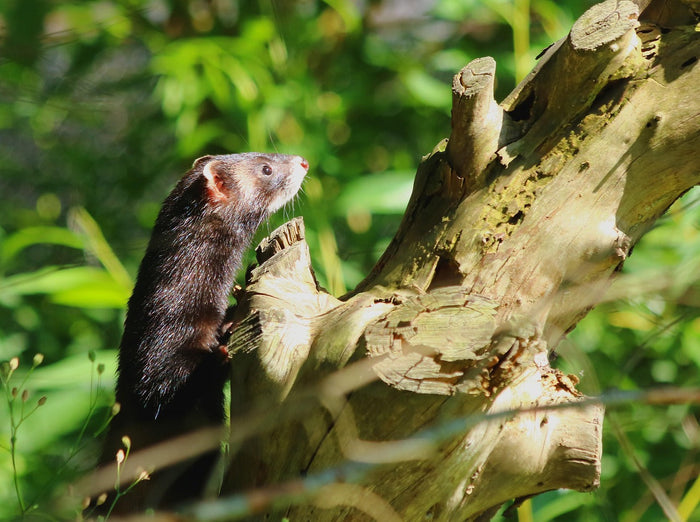 Marder am Camper - IREPELL