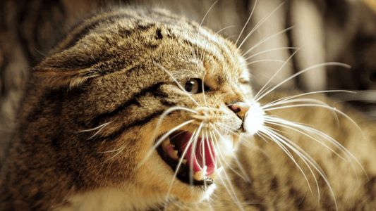 Mittel gegen Katzen: Katzen Vertreiben mit Ultraschall im Jahr 2023 - IREPELL