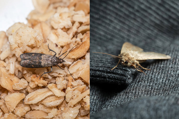 Mites des vêtements : les éliminer et protéger sa garde-robe