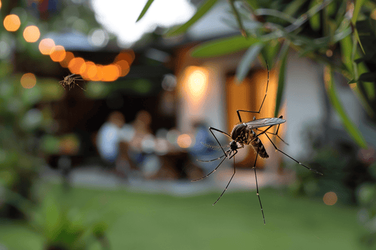 Mücken, Gelsen, Moskitos und Co. – alles zu Verbreitung, Risiken und Abwehr - IREPELL