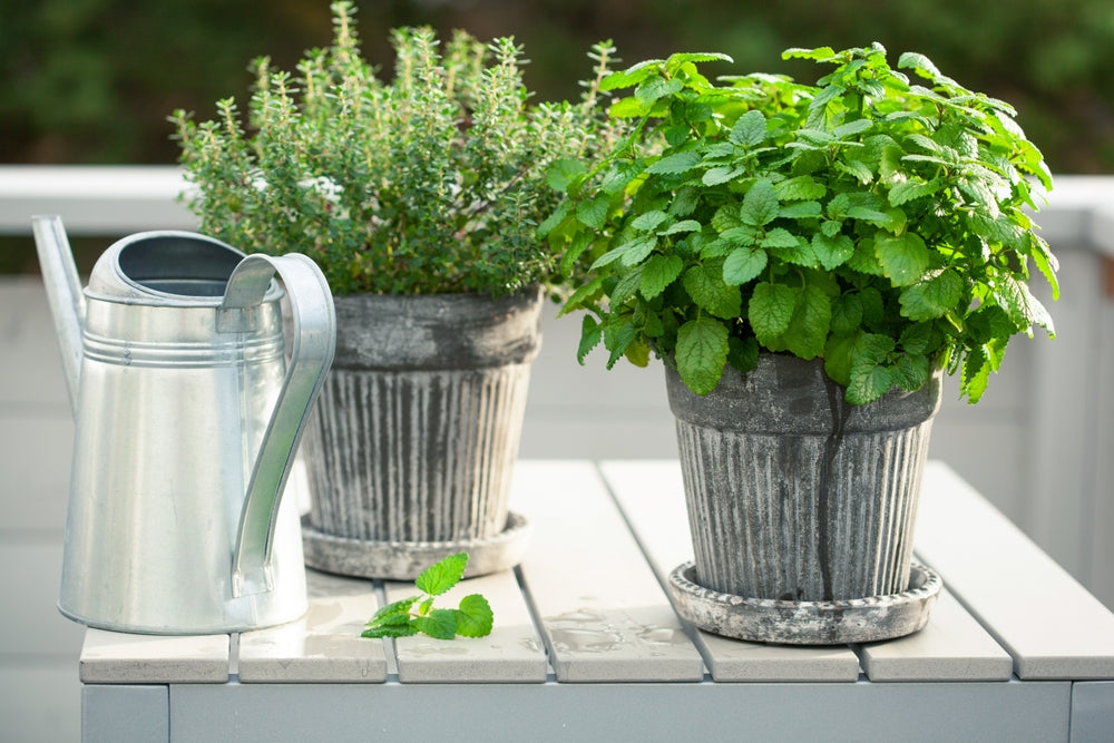 Pflanzen gegen Mücken