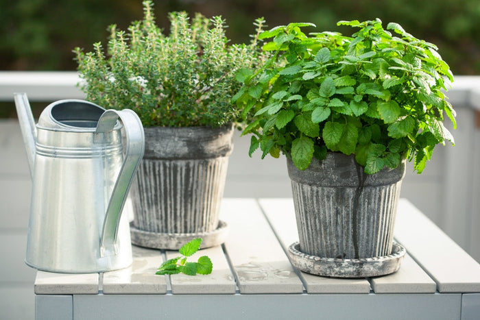 Pflanzen gegen Mücken