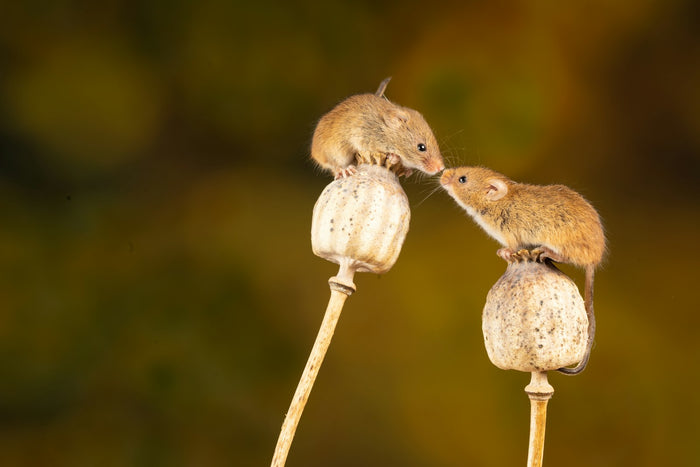 Ratón de campo — ahuyentador de ratones para casa y jardín IREPELL