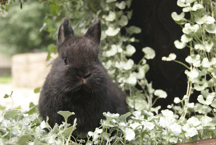 Conejo silvestre en el jardín — ahuyentador de conejos IREPELL