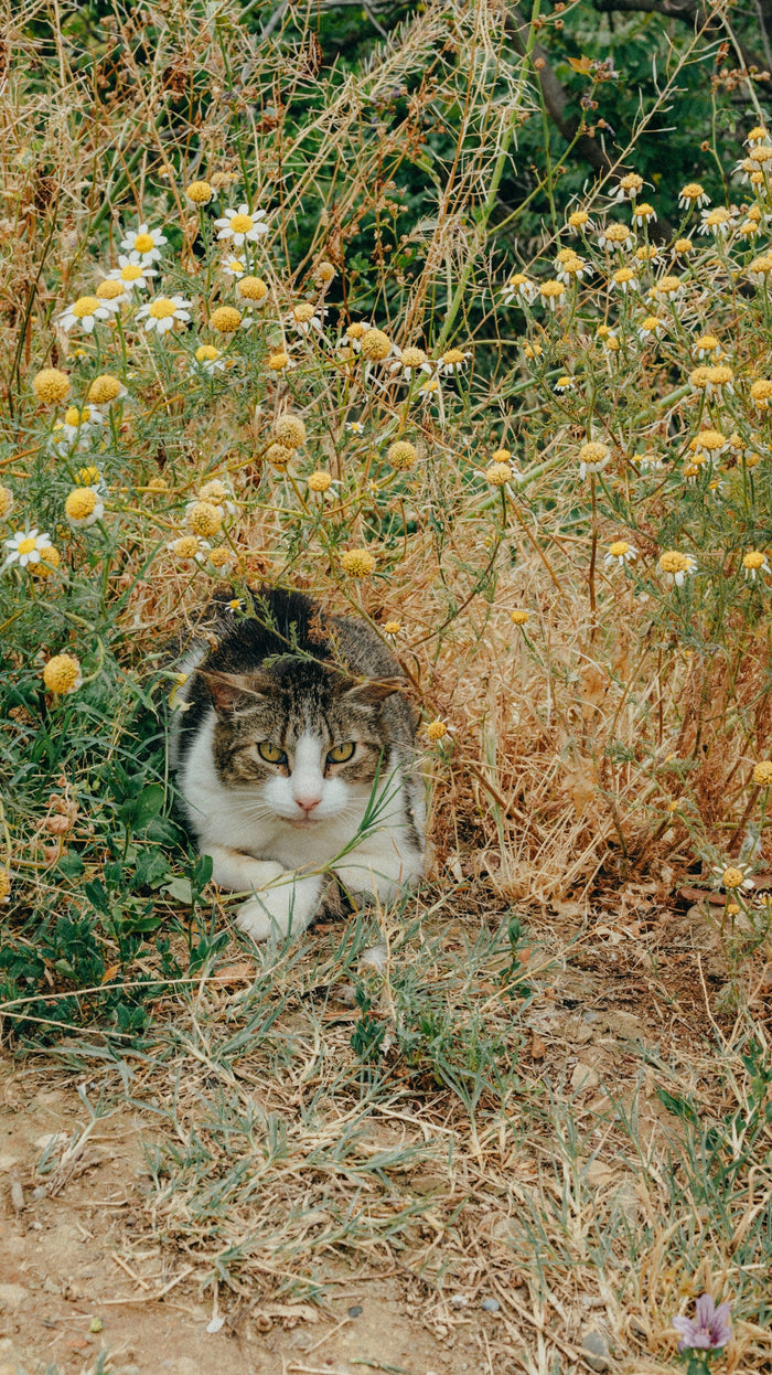 Gato entre flores en un jardín — cómo ahuyentar gatos del jardín con IREPELL