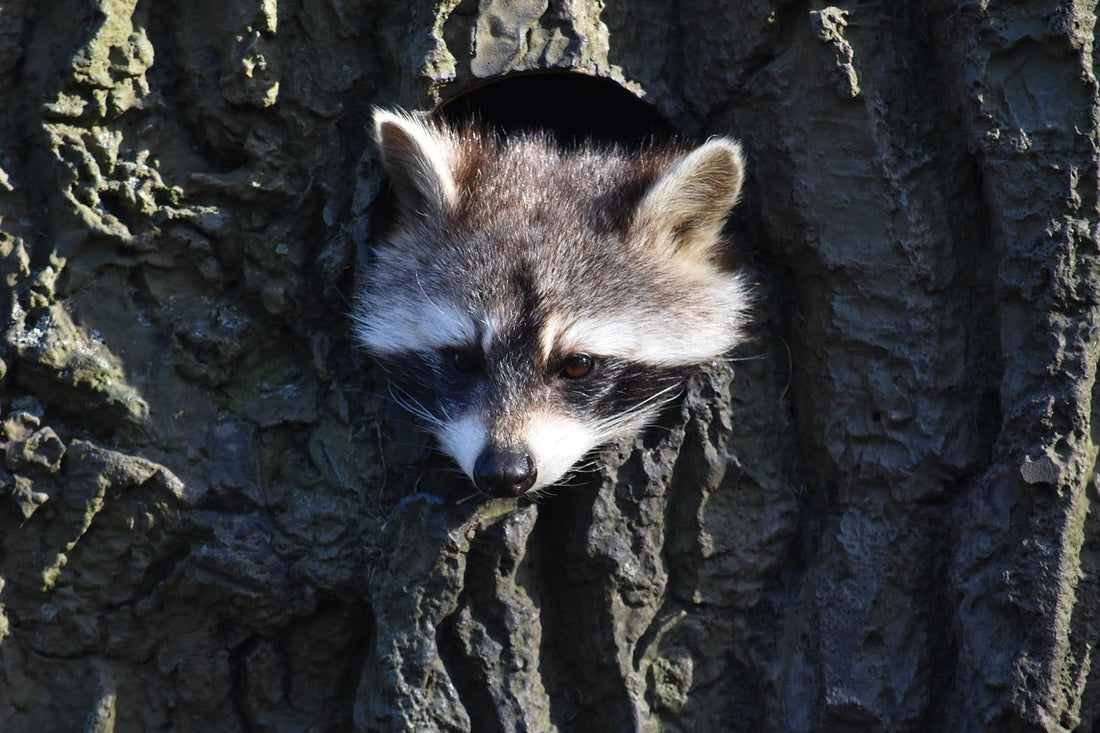Waschbär am Haus – Kammerjäger-Kosten und ehrliche Alternativen 2026
