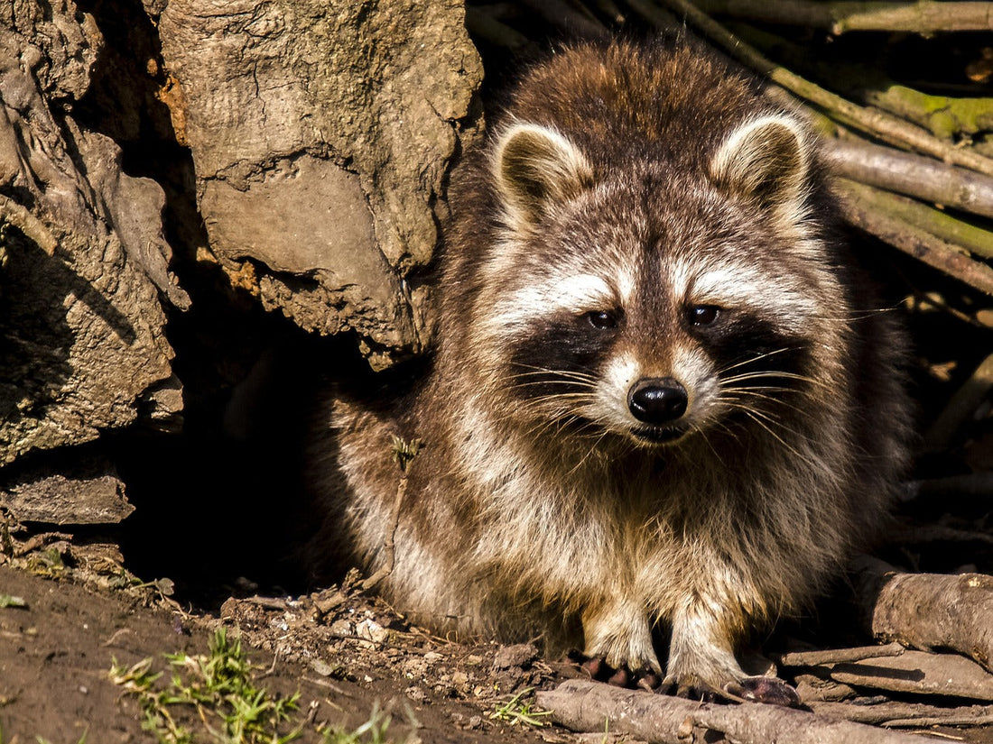 Waschbär im Wohngebiet – Kammerjäger-Kosten und wann sich der Profi lohnt