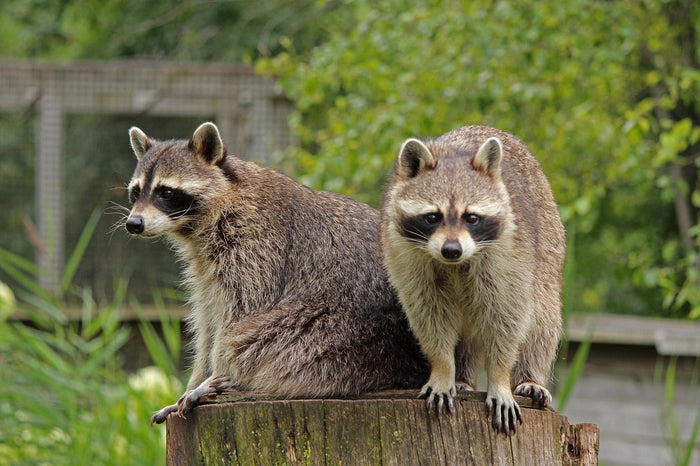 Waschbär im Garten – was es kostet, ihn wieder loszuwerden