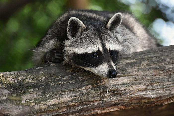 Waschbär im Garten – Erfahrungen mit Ultraschall-Abwehr richtig einordnen