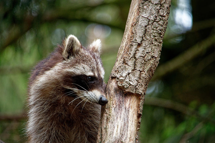 Waschbär auf dem Dach – Kletterwege kappen und Einstieg dauerhaft sichern