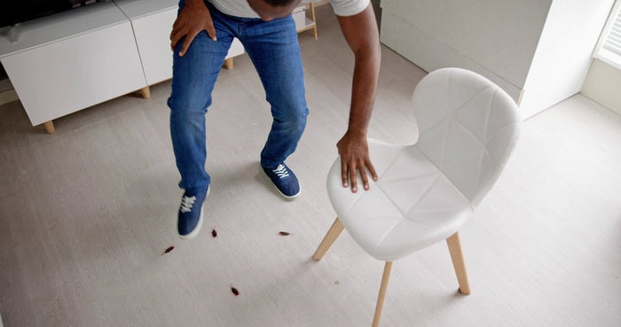 Schaben in der Wohnung - IREPELL