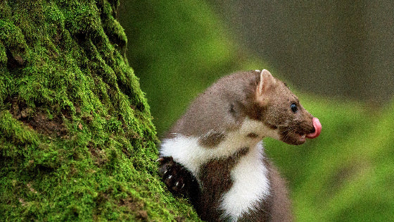 Marder : der beste Schutz - IREPELL
