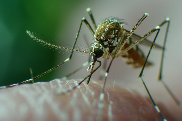 Wie lange leben Mücken